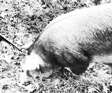 Rifle muzzle pointed at forehead of hog